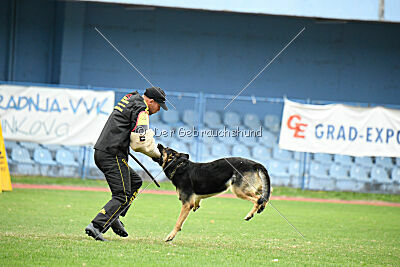 Phil vom Kämpferherz