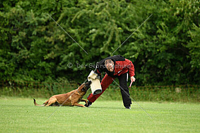 Primus vom Drachenherz