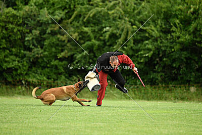 Primus vom Drachenherz