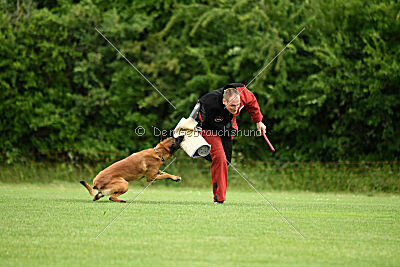 Primus vom Drachenherz