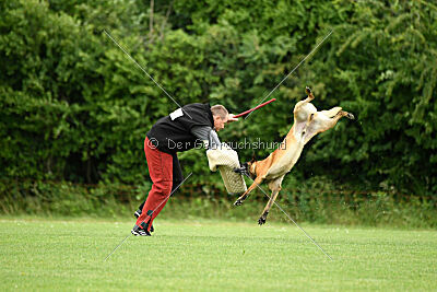 Primus vom Drachenherz