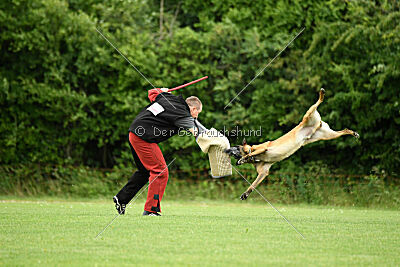 Primus vom Drachenherz