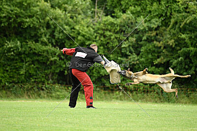 Primus vom Drachenherz