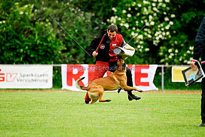 Primus vom Drachenherz