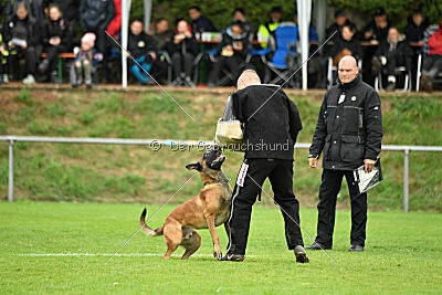 Primus vom Drachenherz