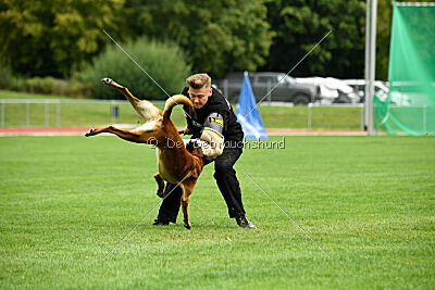 Primus vom Drachenherz