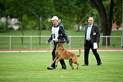 Primus vom Drachenherz