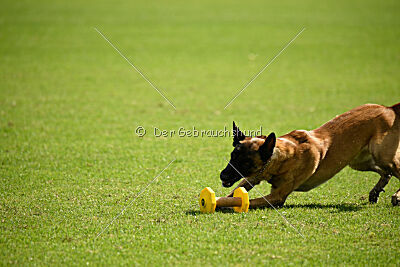 Q-Orky di Casa del Beato