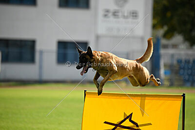 Q-Orky di Casa del Beato