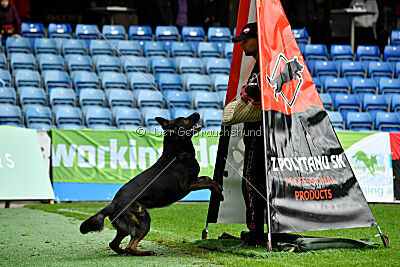 Qer z Lomeckého polesí