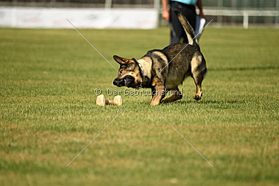 Quattro vom Wolfsdreieck