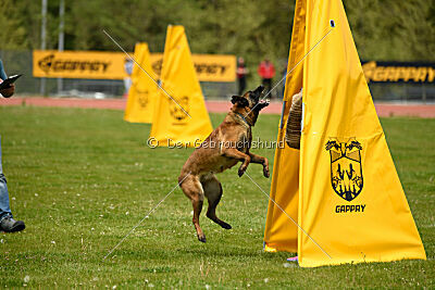 Quenn van de Berlex-Hoeve
