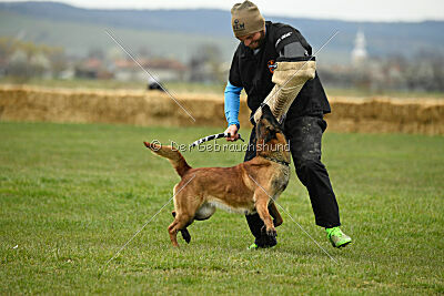 Quenn van de Berlex-Hoeve