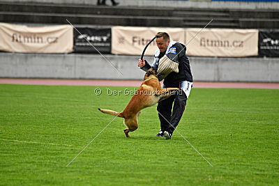 Quick vom Holzhäuser Flur