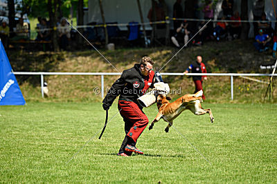 Quincy Quizmaster von der Steinteichmühle