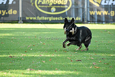 Quincy vom dunklen Zwinger
