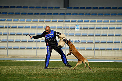 Quo Vadis Canis Bebeto