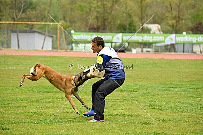 Ramona de Alphaville Bohemia