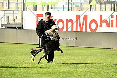 Ramses vom dunklen Zwinger
