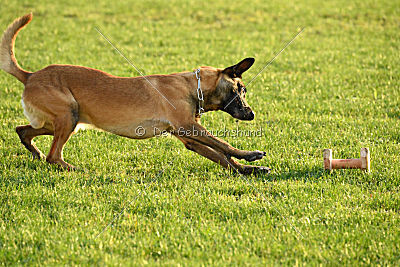 Reunion (FCI) Constantin Anoubis