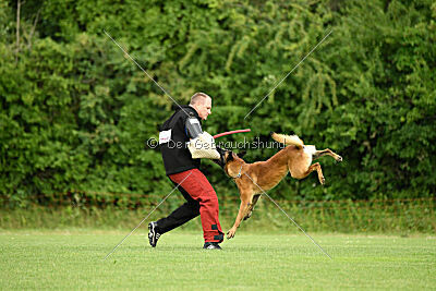 Rien ne va plus Campino