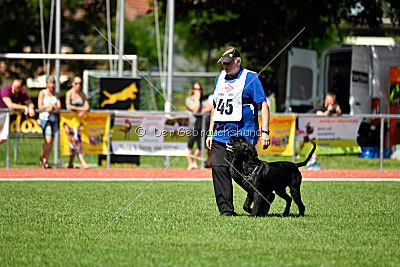 Ringo vom Lindelbrunn