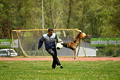 Roger de Knueve Hispania