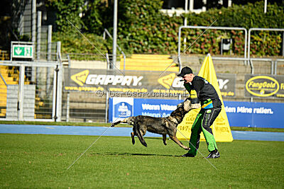 Rosa vom Osterburg Quell