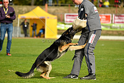 Sallie vom Haus Dexel