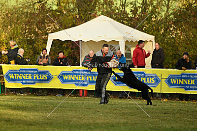 Schnauzerholmen's Fuzzy Gotthard