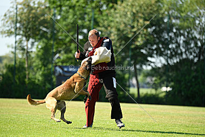 Semyon de l'origine de faucon rouge