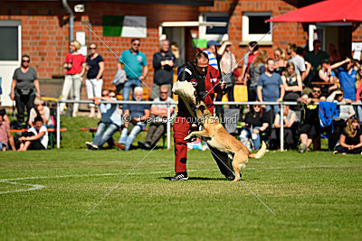 Serro de l'origine de faucon rouge