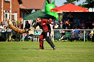 Serro de l'origine de faucon rouge