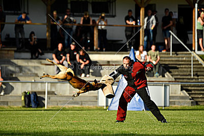 Serro de l'origine de faucon rouge