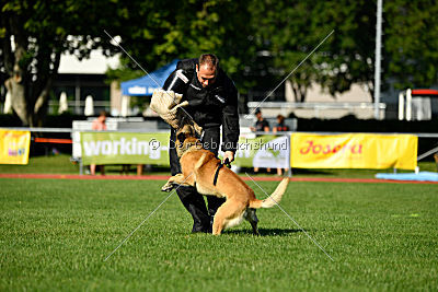 Serro de l'origine de faucon rouge