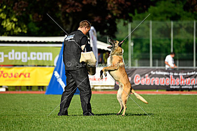 Serro de l'origine de faucon rouge