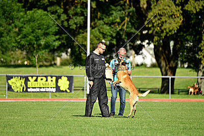 Serro de l'origine de faucon rouge