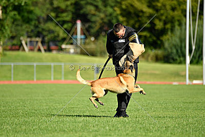 Serro de l'origine de faucon rouge