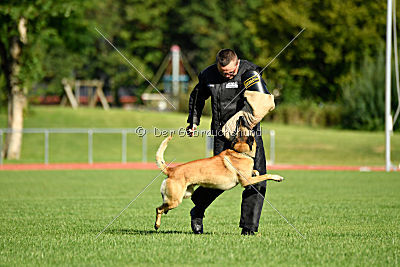Serro de l'origine de faucon rouge