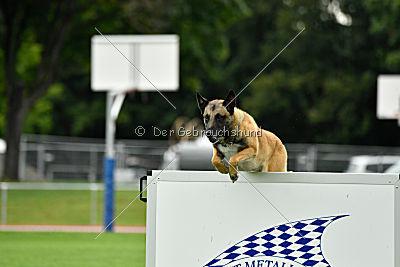 Serro de l'origine de faucon rouge