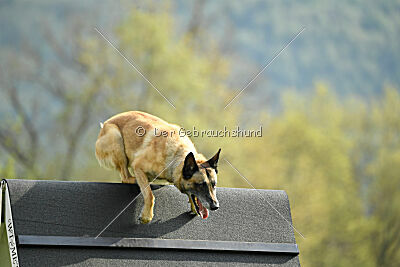 Serro de l'origine de faucon rouge