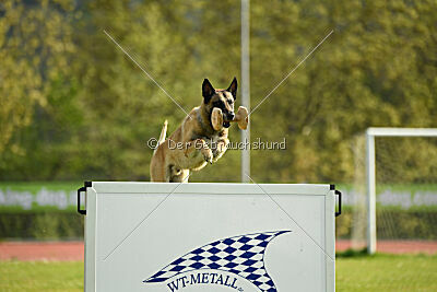 Serro de l'origine de faucon rouge