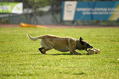 Serro de l'origine de faucon rouge