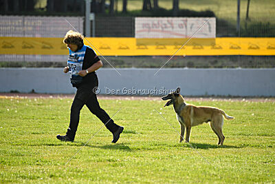 Serro de l'origine de faucon rouge