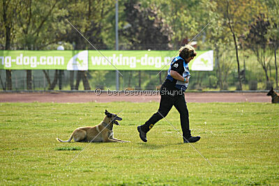 Serro de l'origine de faucon rouge