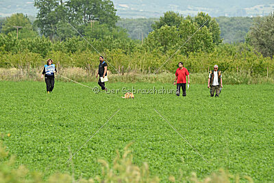 Serro de l'origine de faucon rouge