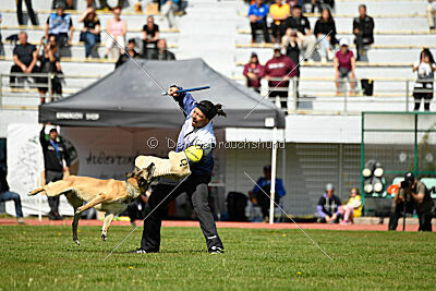 Serro de l'origine de faucon rouge