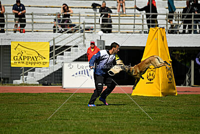 Serro de l'origine de faucon rouge