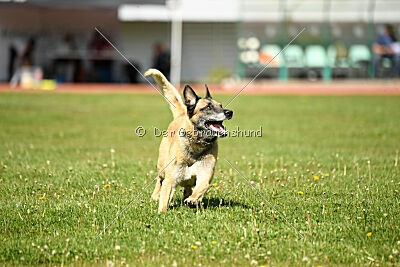 Serro de l'origine de faucon rouge