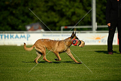 Soul of flame Bugsy-Bu